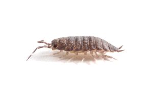 Porcellio laevis, "black"